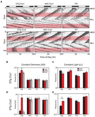 Cry1 expression during postnatal development is critical for the establishment of normal circadian period